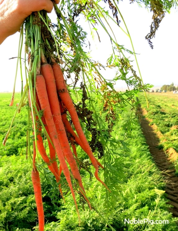 Noble Pig and Grimmway farms Carrots