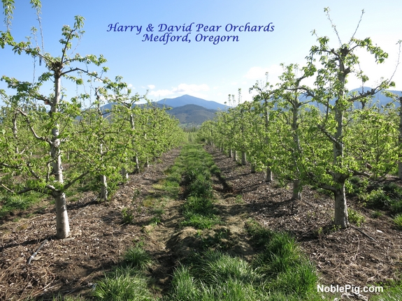 Harry David Pear Orchards Noble pig