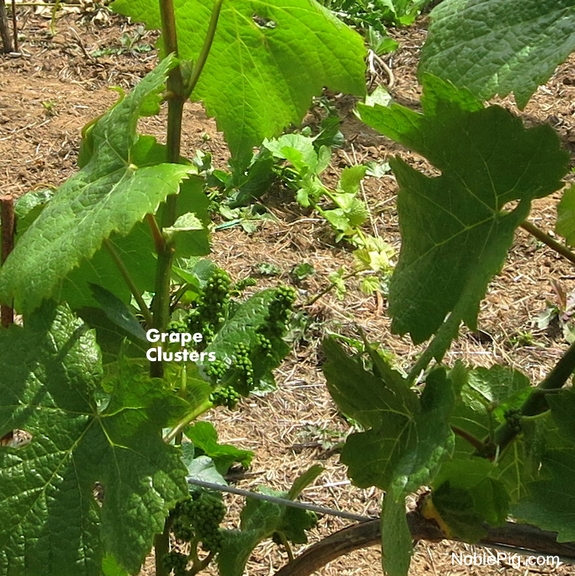 Noble Pig Vineyard Grape Clusters